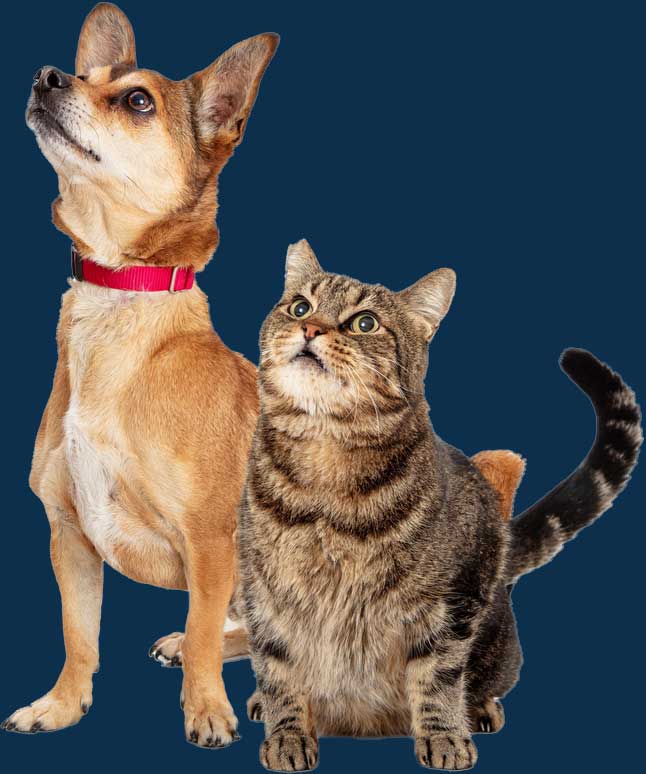 Tracy Pet Supplies Buy Pet Food Online And Get It Delivered In