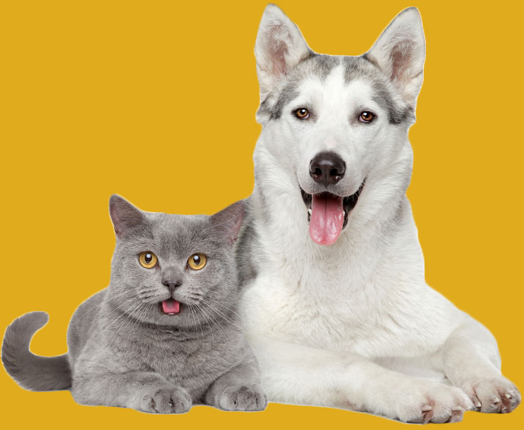 Tracy Pet Supplies Buy Pet Food Online And Get It Delivered In